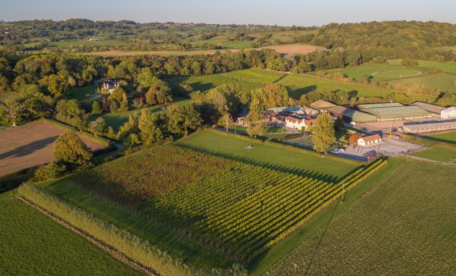 Aldwick Estate_vineyard image